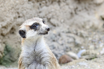Close-Up of Meerkat