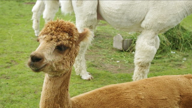 Alpaca (Lama or vicugna pacos) calf.