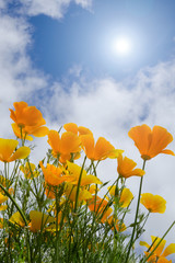 Fototapeta premium Poppies under blue sky with sun