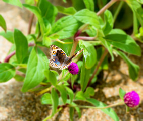 closeup of tropical beautiful butterfly feeding on a flower