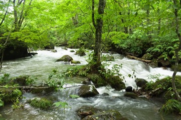 Naklejka na ściany i meble mountain stream in the forest