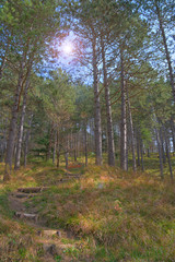 scalinata per la natura