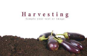Harvesting. Eggplants on the earth.