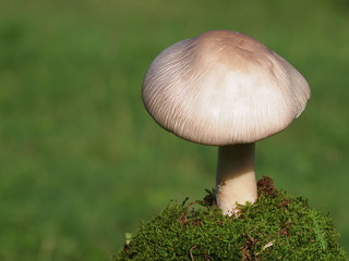 Mushrooms and moss on green background, series
