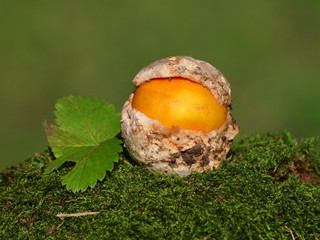 Mushrooms and moss on green background, series