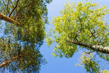 Trees against the sky