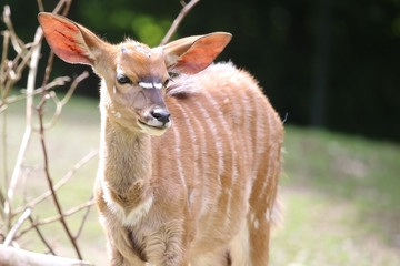 Portrait of Nyala