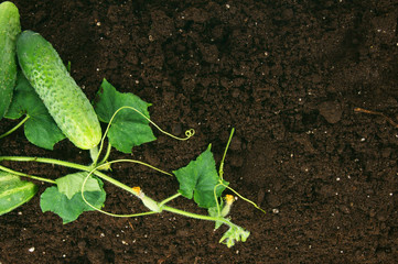 Harvesting. Fresh cucumbers on earth.