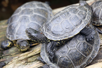 Turtles sitting on each other