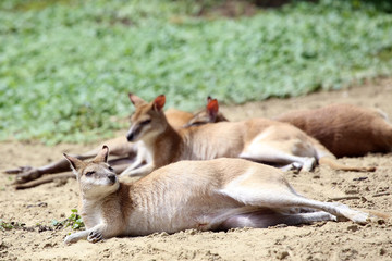 Wallaby lying on sandy ground