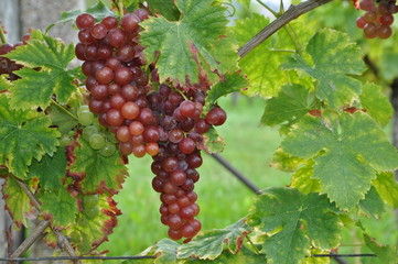 Weintrauben