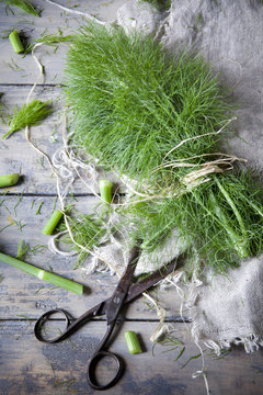bouquet of fresh wild fennel herb on rustic table with scissor