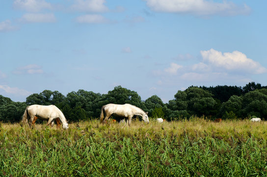 Rural landscape with horses grazing in a meadow
