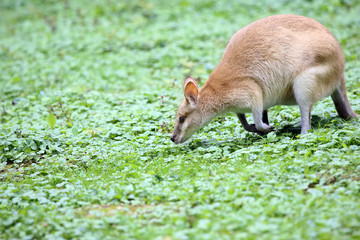 Wallaby eating grass