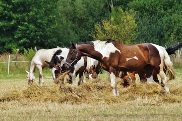 Horses on a farm in a summer meadow