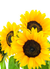 Sunflower on colorful background