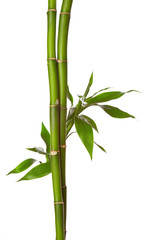 Obraz premium Bamboo isolated on white background.