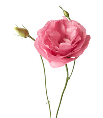 Obraz premium Pink flowers isolated on white. Eustoma