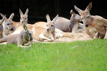 Group of wallabies