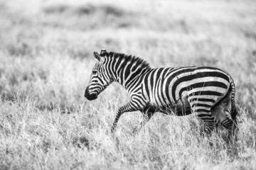 Fototapeta na wymiar Running zebra at the great plains of Serengeti