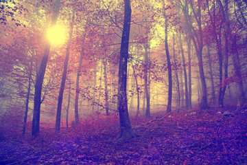 Vintage autumn forest scene