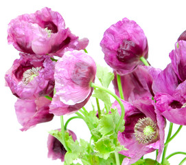 Obraz na płótnie Canvas poppy flower