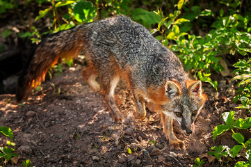 Backlit Grey Fox (Urocyon cinereoargenteus)