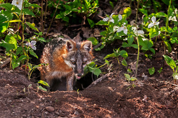 Grey Fox (Urocyon cinereoargenteus) Emerges from Den