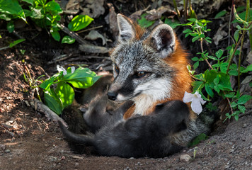 Grey Fox Vixen (Urocyon cinereoargenteus) Feeds Kits at Den