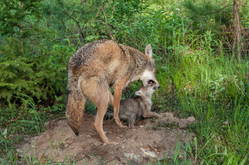 Naklejka na ściany i meble Adult Coyote (Canis latrans) Muzzle Grasps Pup