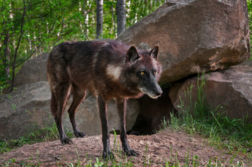 Black Wolf (Canis lupus) Stands in Front of Den Site