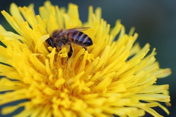 Dandelion & bee