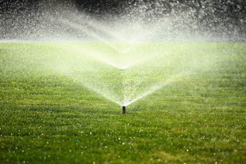 garden sprinkler on the green lawn - obrazy, fototapety, plakaty
