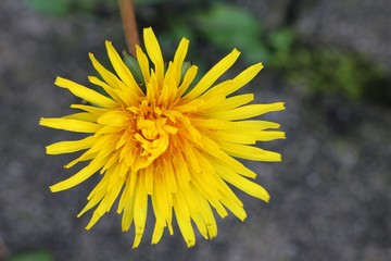 Dandelion - Flower