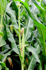 Closeup photo of a corn plant