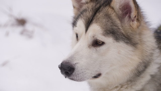 Husky Dog in Winter Forest