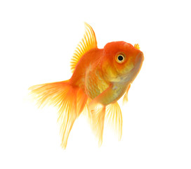 Fototapeta premium Goldfish on White Background