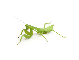 Female Praying Mantis, in front of white background