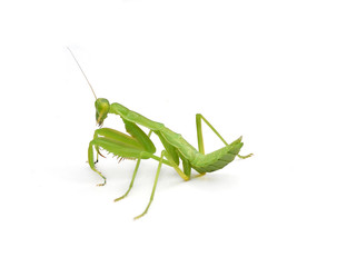Female Praying Mantis, in front of white background