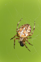 Cross orb weaver, Diadematus araneus with prey