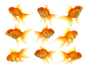 Fototapeta premium Goldfish on White Background