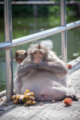 Life of fat monkey.( Long-tailed macaque )