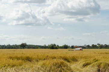 Fototapeta premium Farm worker harvesting rice with tractor