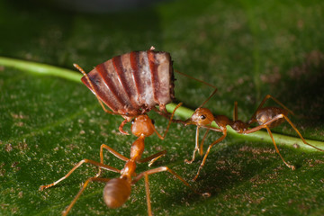 Ants