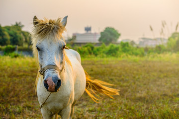 Obraz premium The white horse in the field