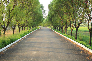 Obraz premium Forest Road