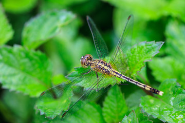 dragonfly on plant