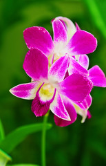 Fototapeta premium Beautiful purple orchid