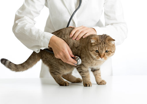 Veterinary doctor with stethoscope and adult cat isolated