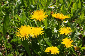 Small beautiful yellow flowers